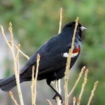 Tricolored Blackbird